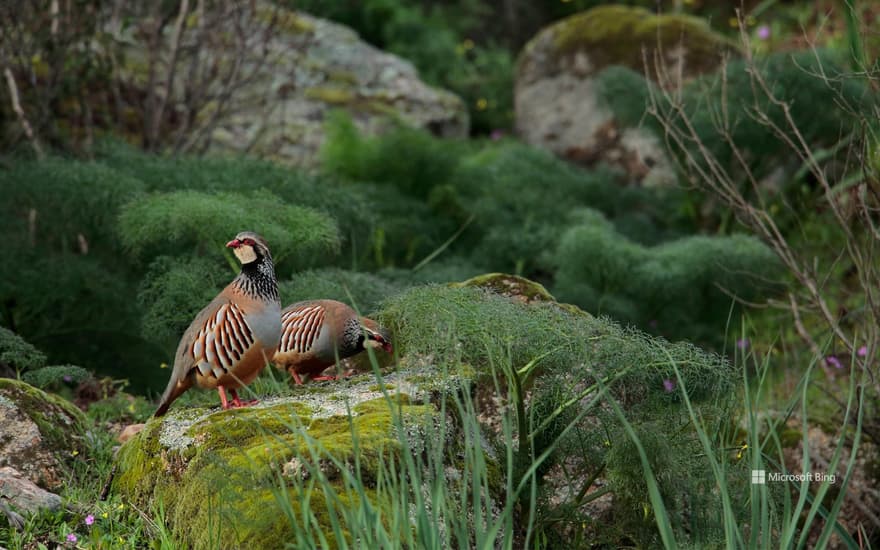 Red partridges in the Sierra de Andujar, Spain