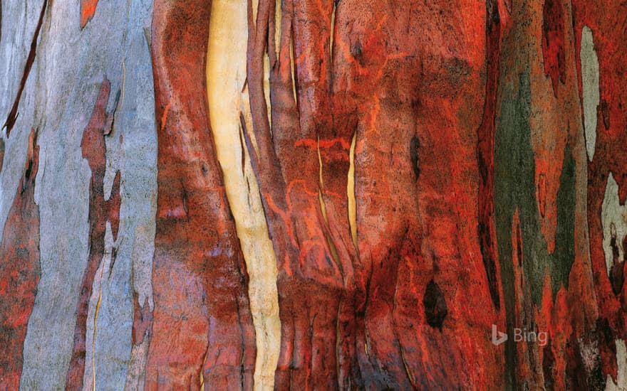 Alpine eucalypt bark in Tasmania, Australia