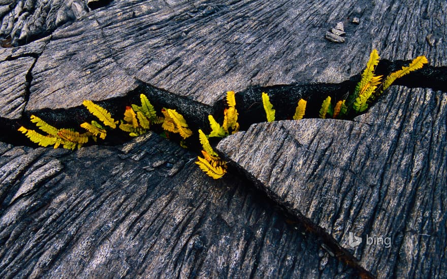 'Ama'u ferns sprouting from a crack in lava rock, Hawaii Volcanoes National Park, Hawaii