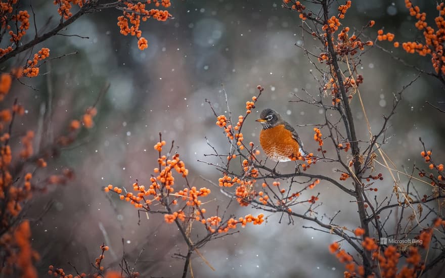 American robin in Canada