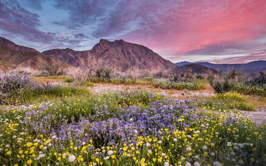 Anza-Borrego Desert State Park, California, USA