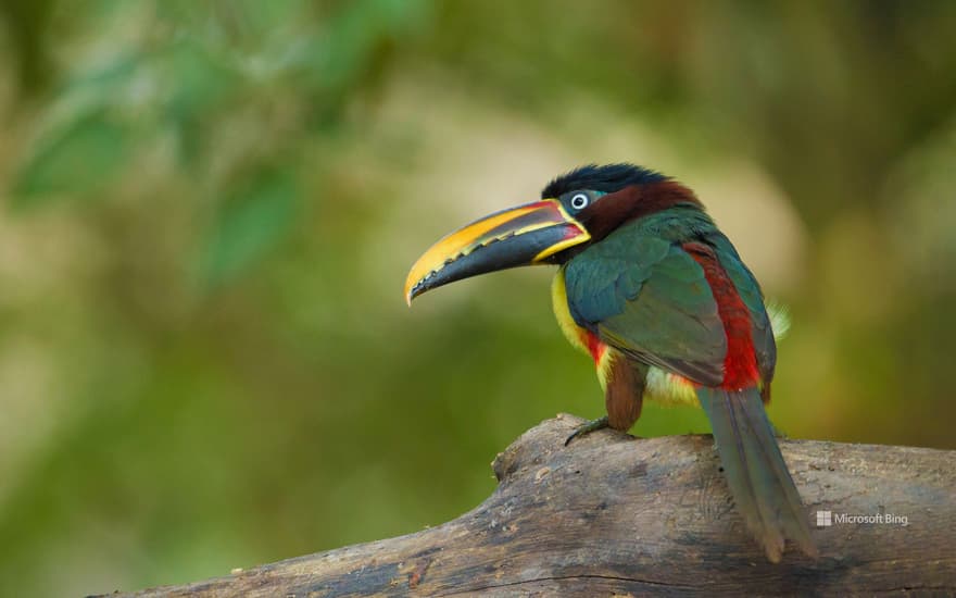 Chestnut-eared aracari in the Pantanal region of Brazil