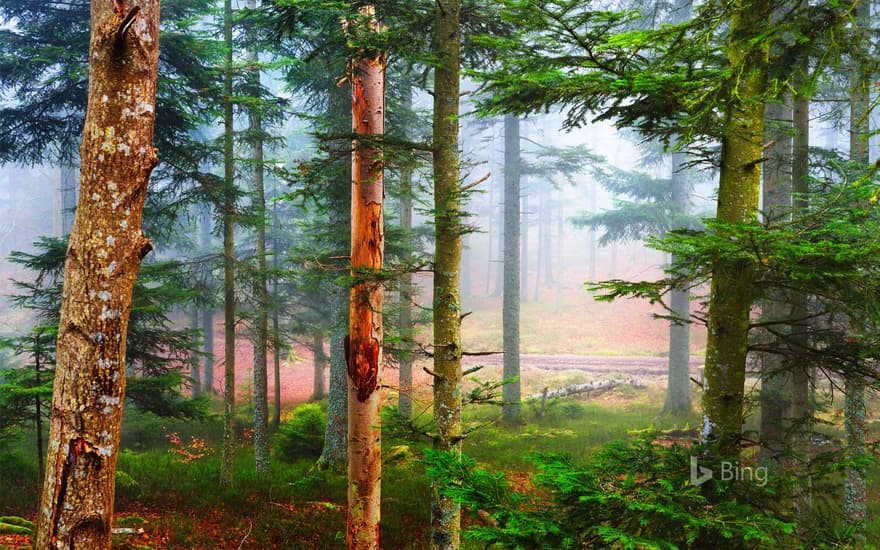 Autumn in a pine forest, Les Vosges, France