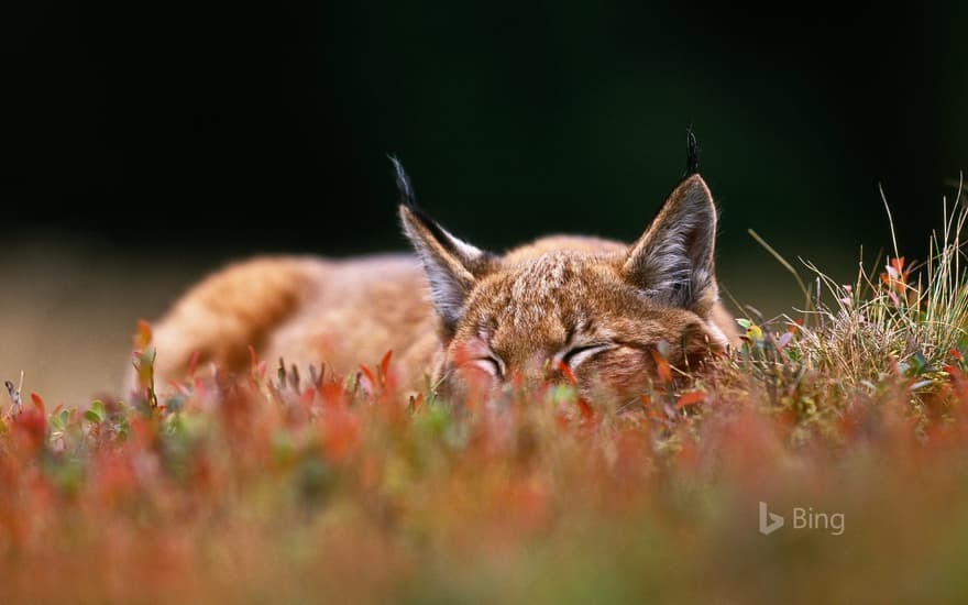 A Eurasian lynx in Šumava National Park, Czech Republic