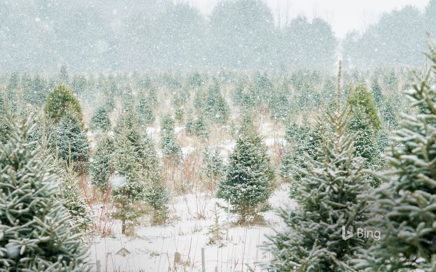 Christmas tree farm in Ontario, Canada