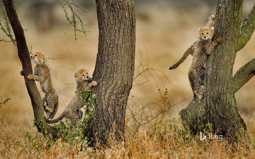 Cheetah cubs climbing acacia trees in Ngorongoro Conservation Area, Tanzania