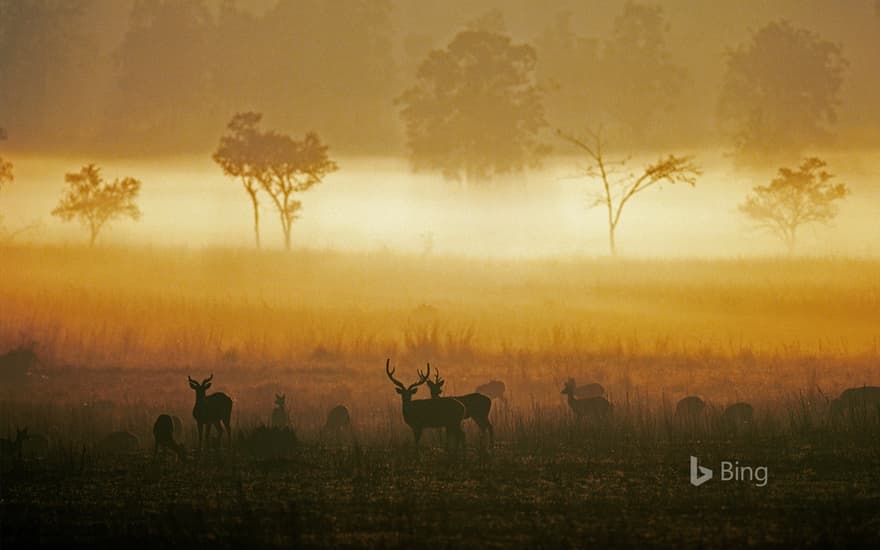 Chital (spotted deer), Kanha National Park, Madhya Pradesh, India