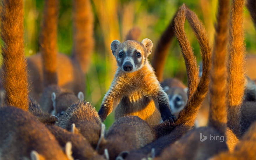 Cozumel Island coati, Cozumel Island, Mexico