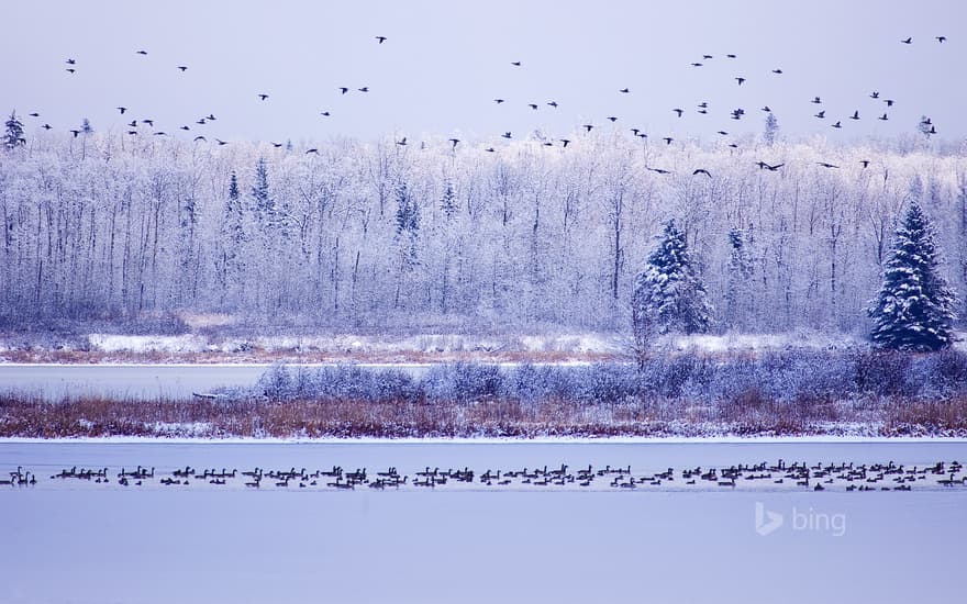 Canada geese fly though Elk Island National Park, Alberta, Canada