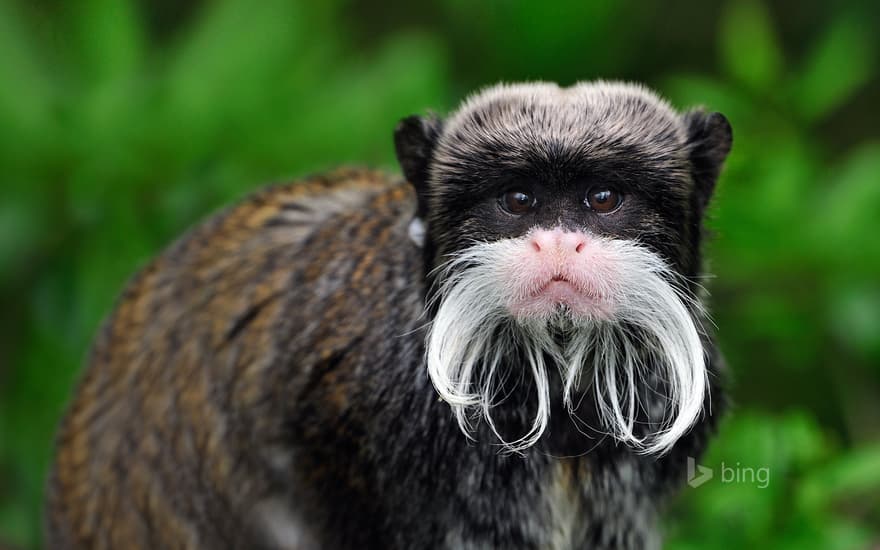 Emperor tamarin monkey in Manu National Park, Peru