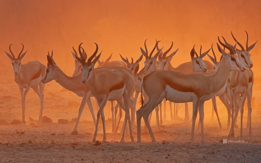 Springboks near a waterhole in Etosha National Park, Namibia