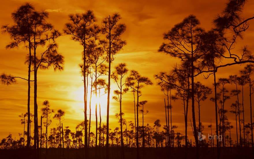 Everglades National Park, Florida, USA