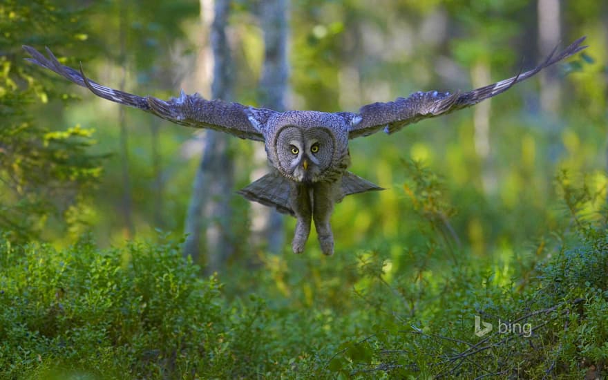 Great gray owl