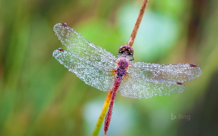 Dragonfly in a heath forest of East Flanders, Belgium