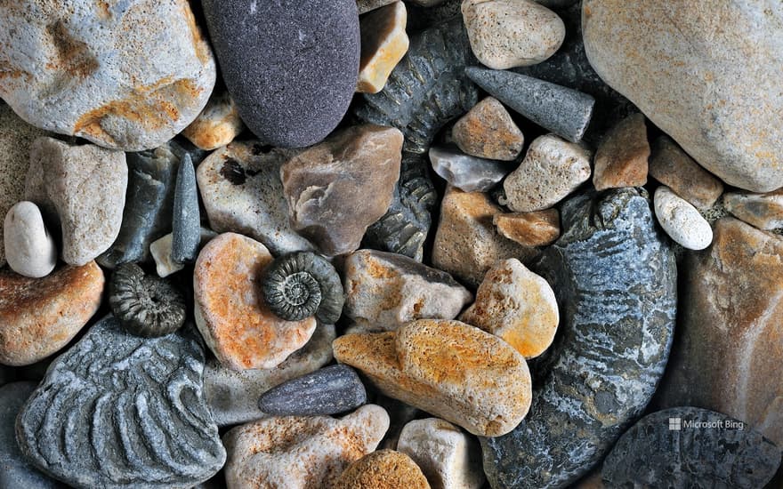 Fossils of belemnites and ammonites, Jurassic Coast, Dorset, England