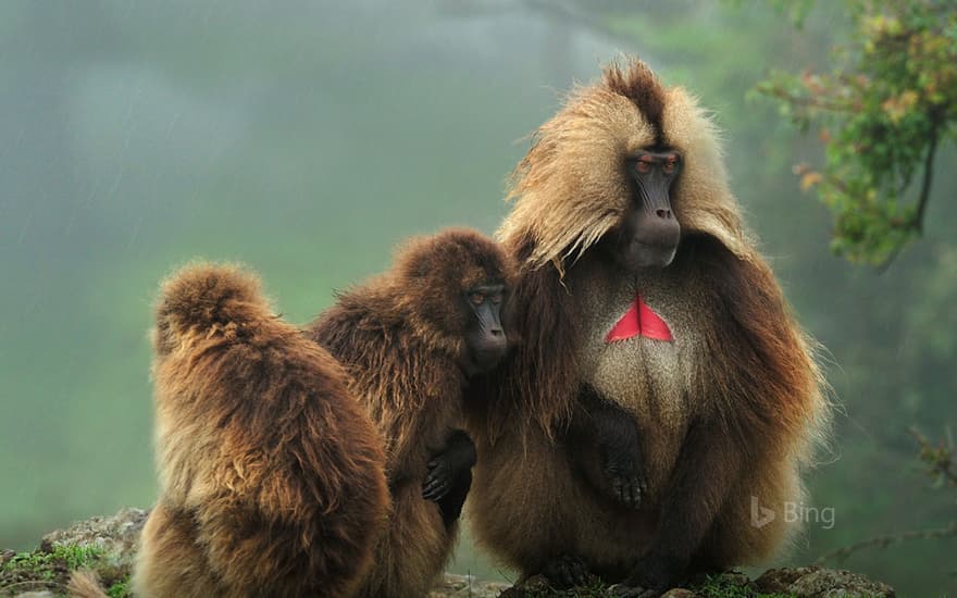 Geladas in Simien Mountains National Park, Ethiopia