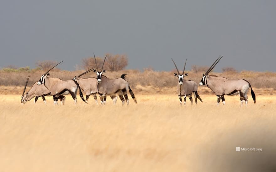 Gemsboks in the savannah, Botswana