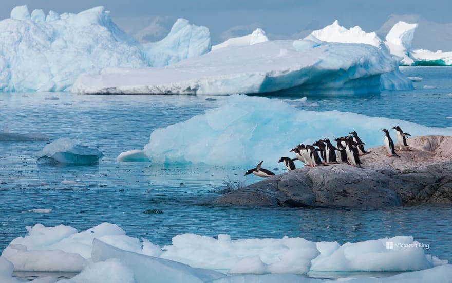 Gentoo penguins, Antarctica