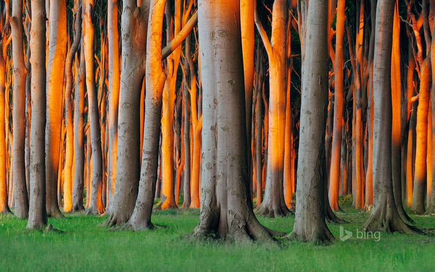 Nienhagen Wood in Mecklenburg-Vorpommern, Germany