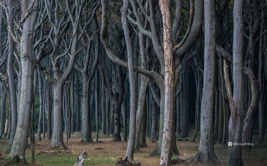 Gespensterwald, Nienhagen, Mecklenburg-West Pomerania, Germany