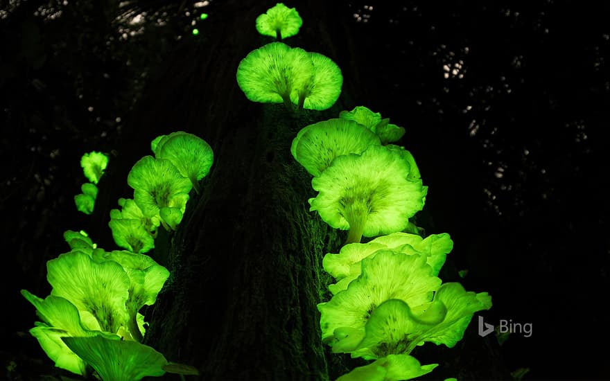 Ghost fungus on a tree in the Atherton Tablelands, Queensland, Australia