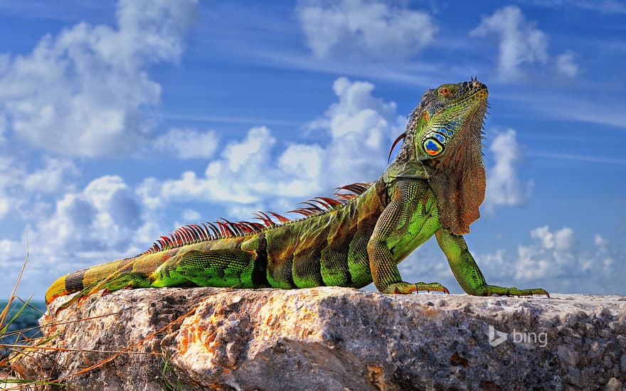 Common iguana in the Florida Keys