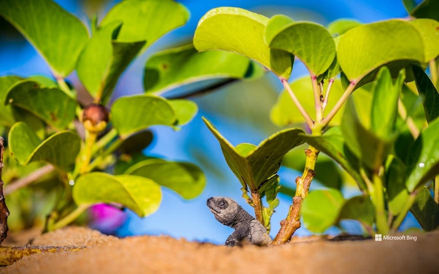 Baby olive ridley turtle leaving the nest to reach the ocean, Remire-Montjoly beach, Cayenne, Guyanne