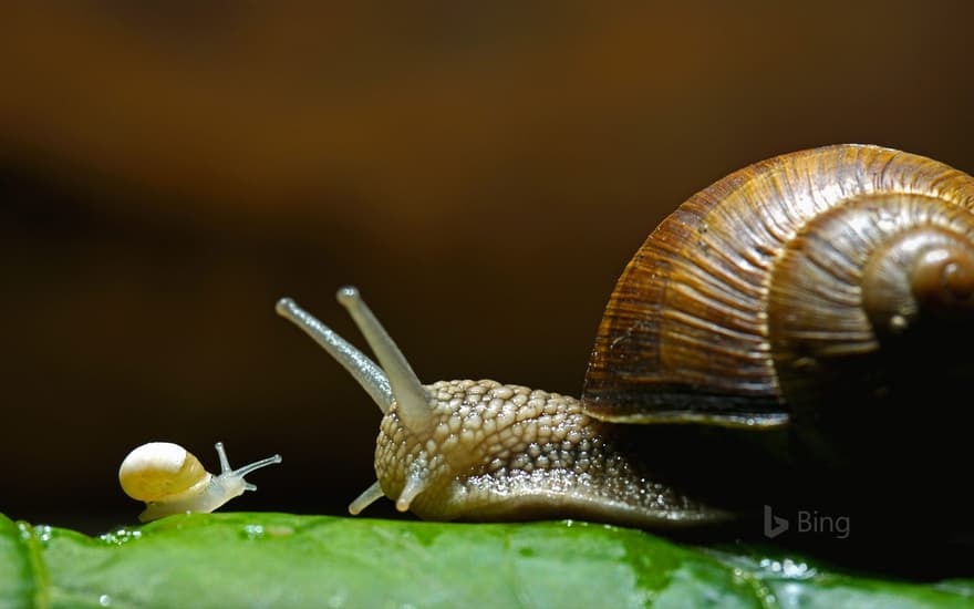 Burgundy snails, also called edible snails