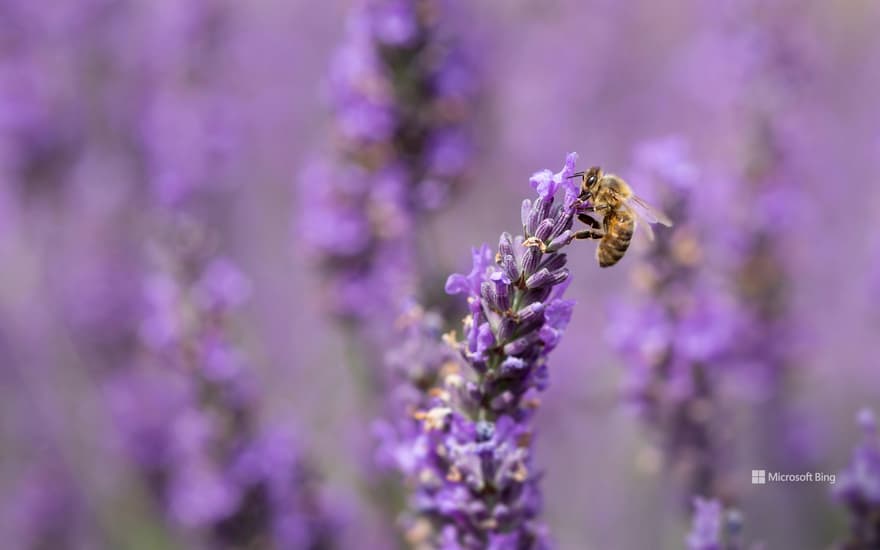 Honey bee on lavender flowers