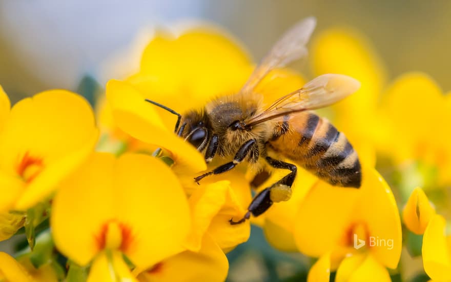 Honey Bee on Pea flower, Muogamarra Nature Reserve, NSW