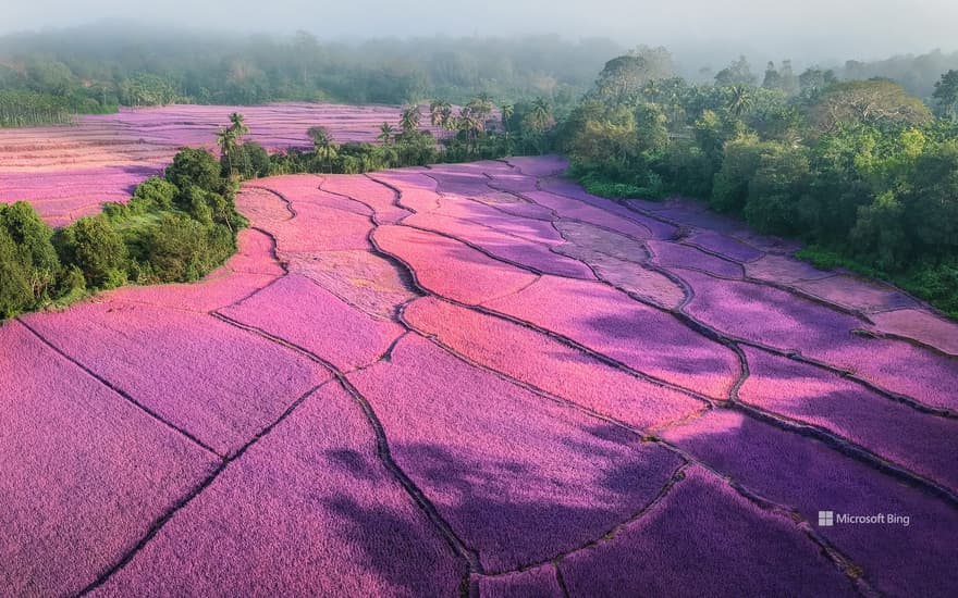 Sunrise over misty lavender fields, India