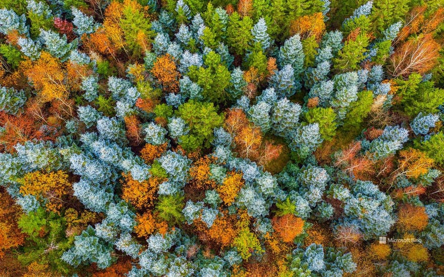 Hunsrück Hochwald, autumn forest near Deuselbach, Erbeskopf recreation area, Rhineland-Palatinate