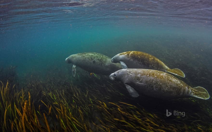 Manatees in the Ichetucknee River, Florida