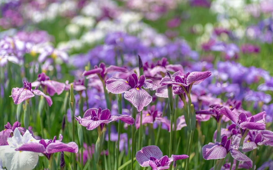 An iris garden in Tokyo, Japan
