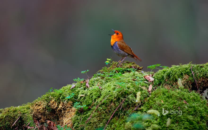 Japanese robin, Yatsugatake, Nagano, Japan