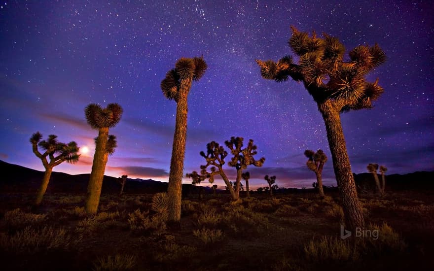 Joshua trees in Death Valley, California