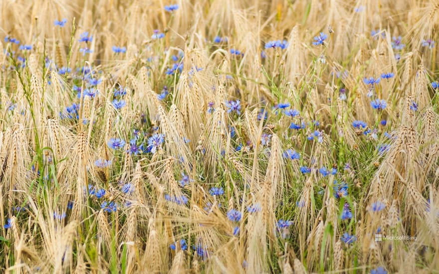 Barley and cornflowers, Nordhausen, Germany