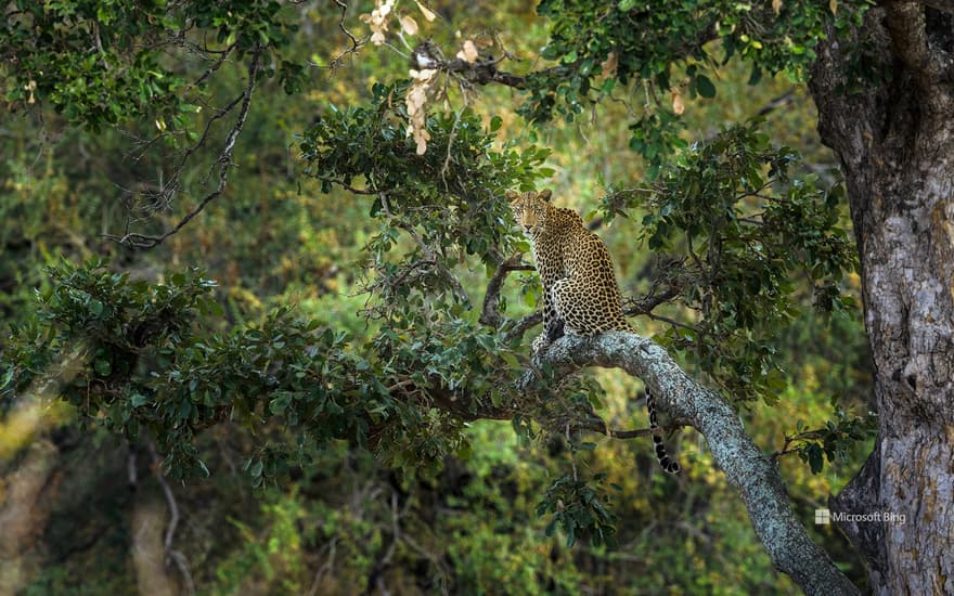 Leopard in a tree, Kruger National Park, South Africa