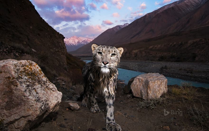 Snow leopard in the Tian Shan, Kyrgyzstan