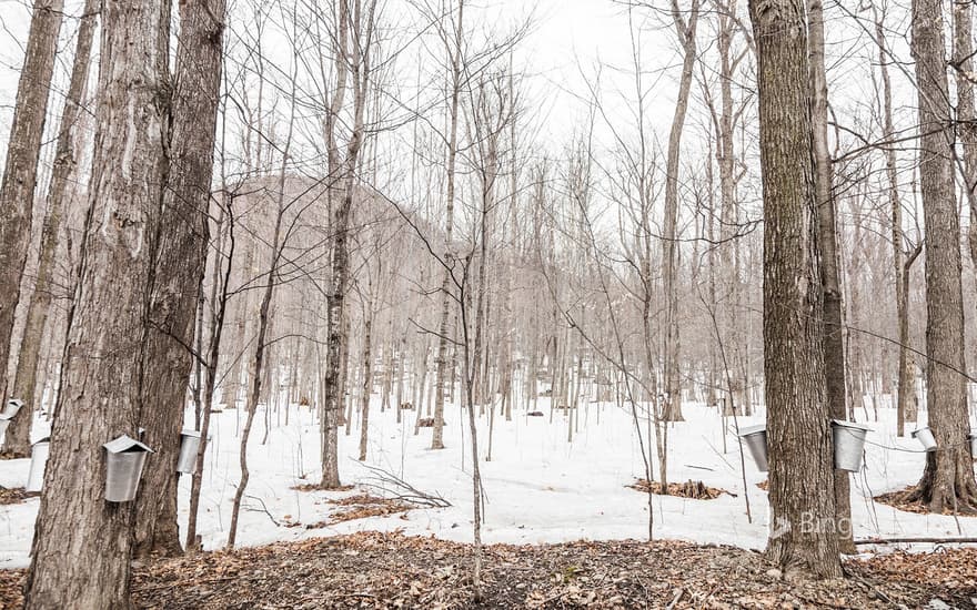 Sap buckets hanging on maple trees in a forest, Quebec