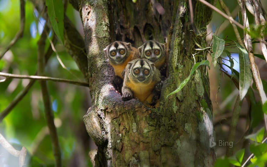 Black-headed night monkeys in Pacaya Samiria National Park, Peru