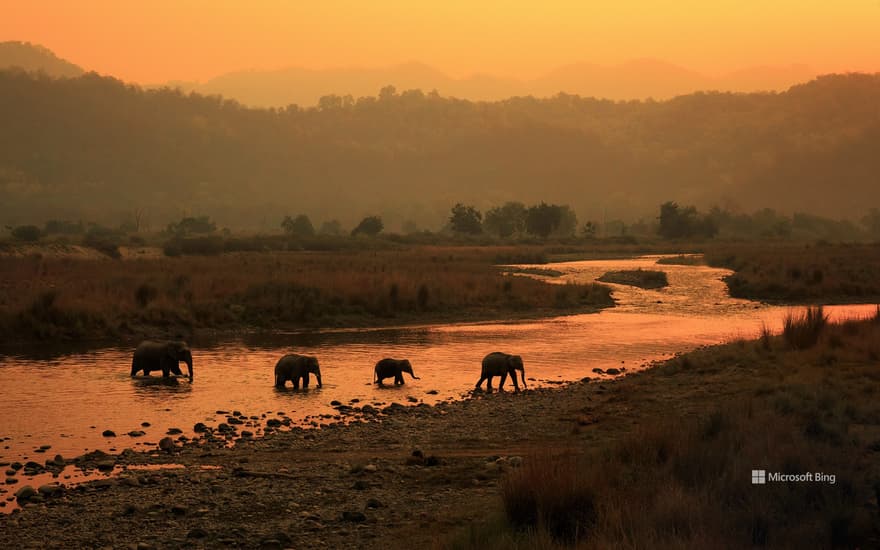 Elephants in Jim Corbett National Park, India