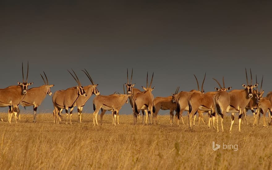 East African oryx herd, Solio Game Reserve in Kenya's Great Rift Valley