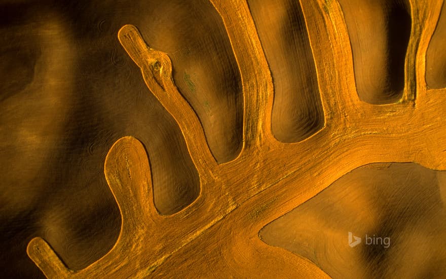 Aerial view of contour farming in the Palouse, Washington