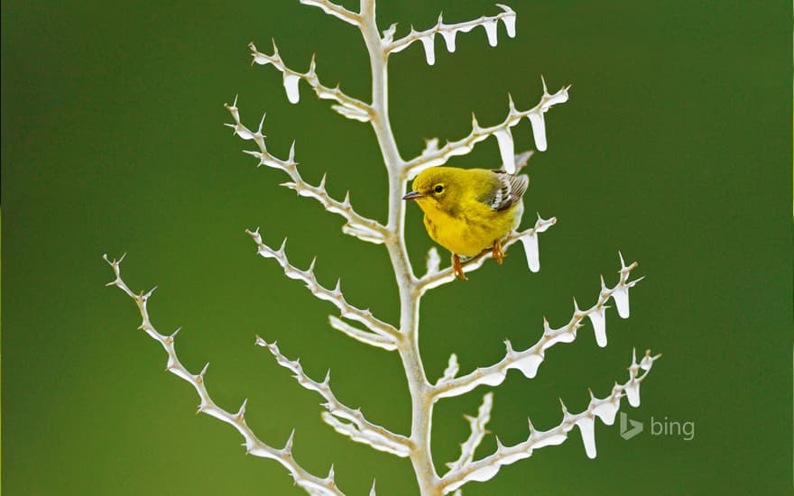 A male pine warbler perched on an icy branch