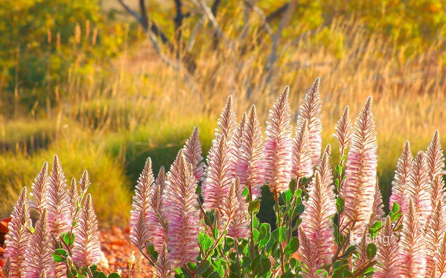 Pink mulla mulla on a stony plain, Cravens Peak Station, Australia