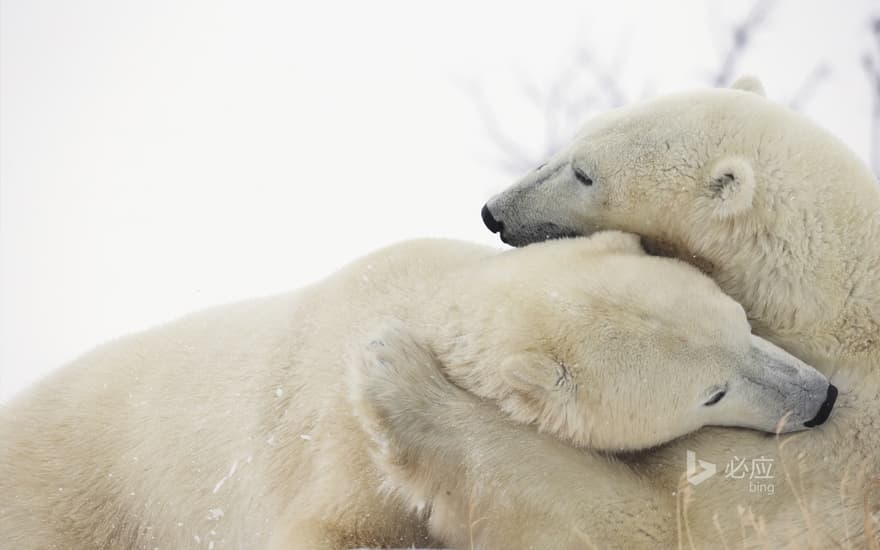 Playing polar bears on the shore of Hudson Bay