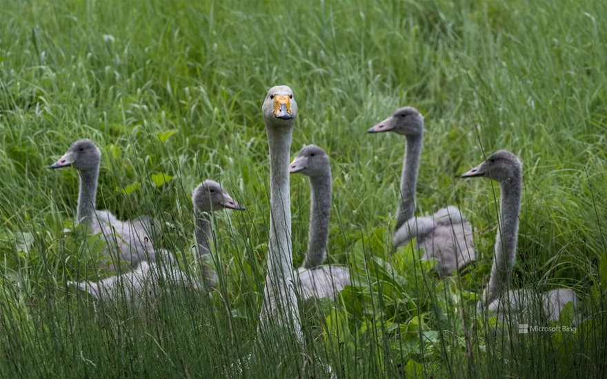 Whooper swan with cubs, Finland