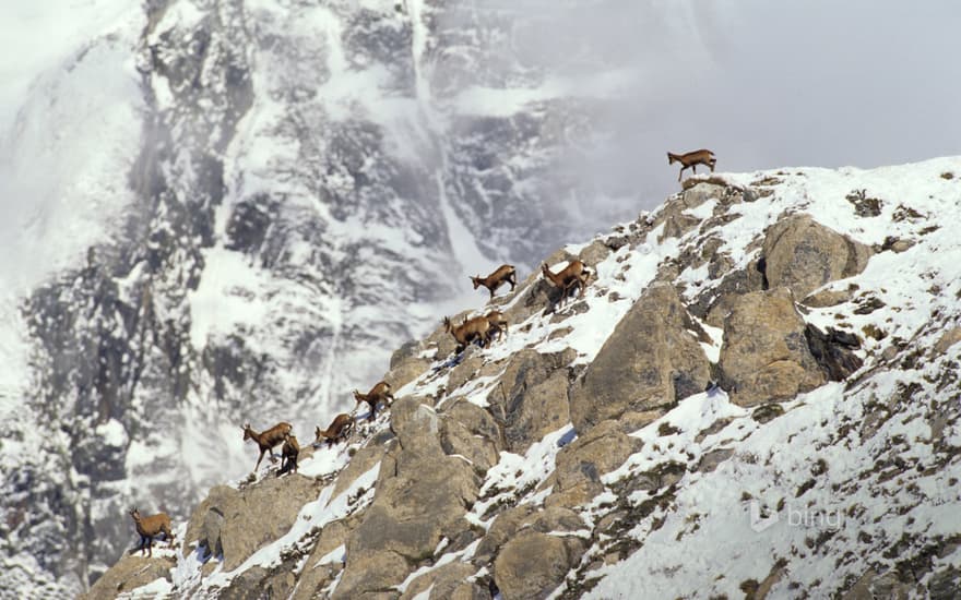 Pyrenean chamois, Pyrenees, France