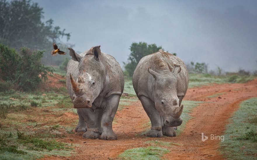 Rhinos and an oxpecker bird in the Amakhala Game Reserve, South Africa